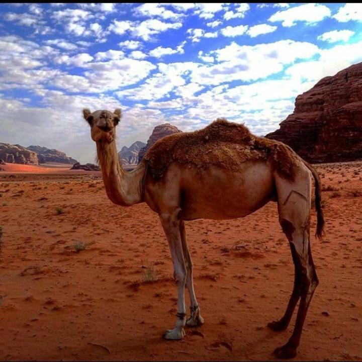 Wadi Rum Local Guide Camp מראה חיצוני תמונה
